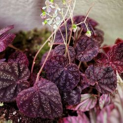 Begonia Botanicaz 45 (Thailand 'White Spots' x 'Blue Tuber)