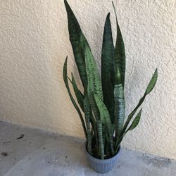 Snake Live Plant