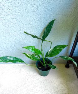 Variegated  peace  lily  plant