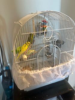 Parakeets