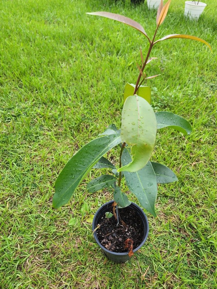 Jammun Fruit Tree