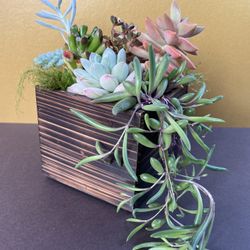 Succulent Collection. Sammamish, Beaver Lake 