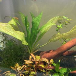 Amazon Sword $6