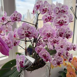 Purple Orchid