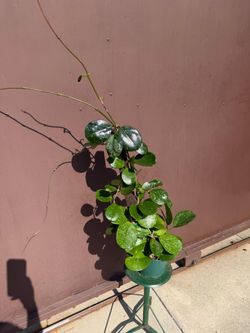 6” hoya obovata splash