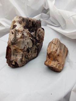 Petrified Wood