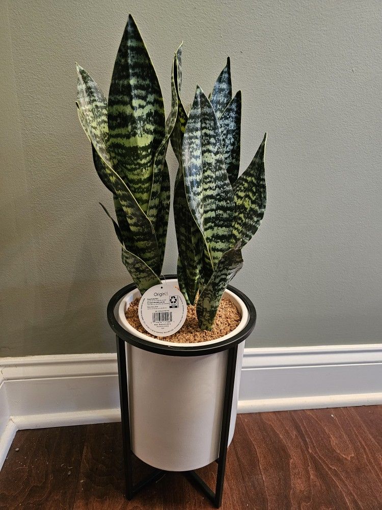 BRAND NEW Origin21 Potted Snake Plant ..