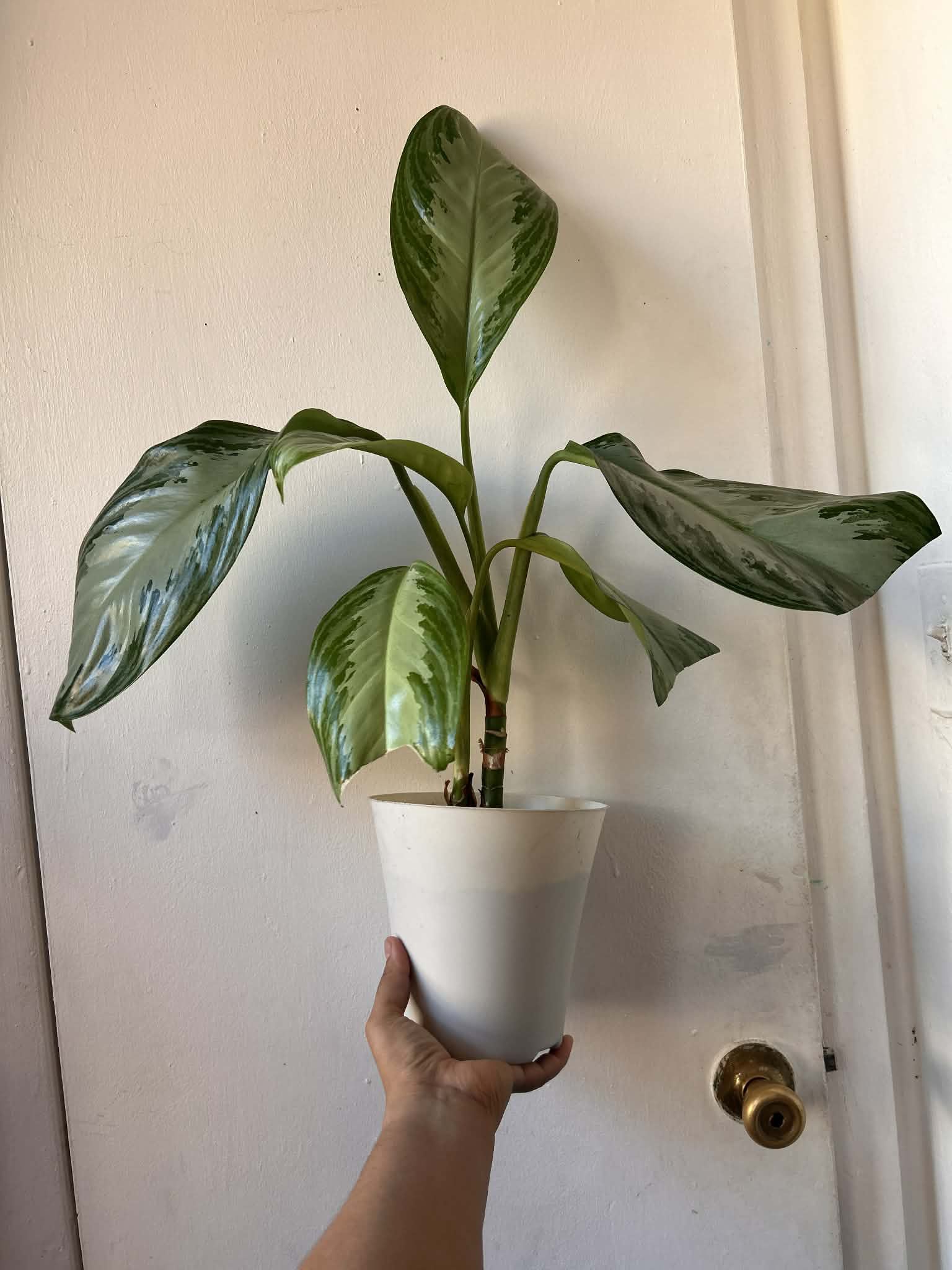 Chinese Evergreen 