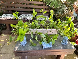 Succulent vine