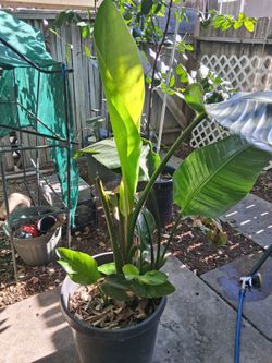 Giant Bird of Paradise