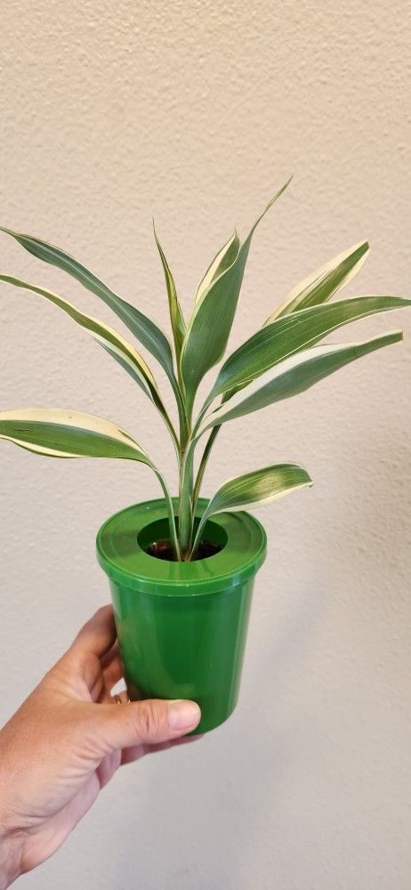 Beautiful Home Plant