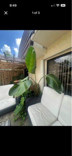 2 Birds of Paradise with Pots