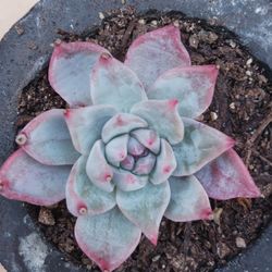Succulent BLUE BIRD ECHEVERIA