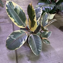 6” Variegated Rubber Plant 