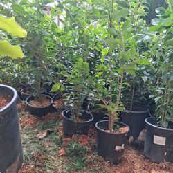 30 Arbolitos Para Haser Barda Miden 2 Y 3 Pies$20 Por Todos