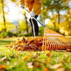 Fall Clean/ Rake Leaves/trim Bushes