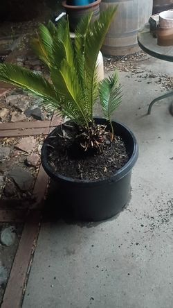 Sago palm