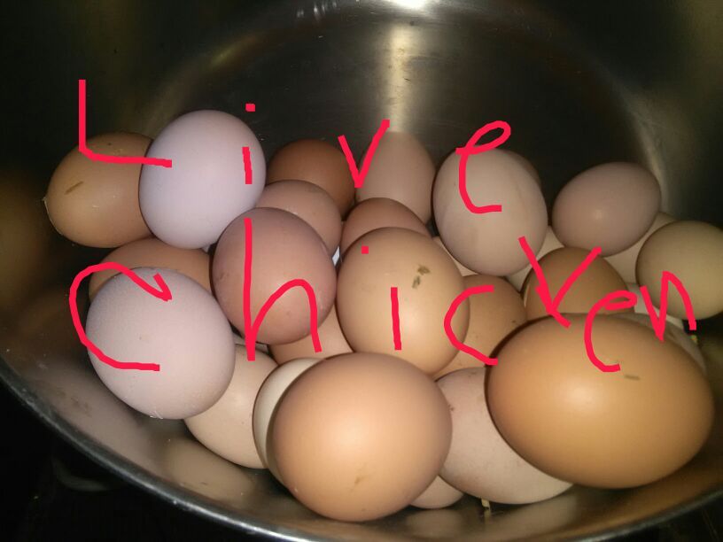 Farm fresh eggs