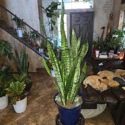 3.5ft Tall Sansevieria Snake Plants In 9in Ceramic Blue Pot