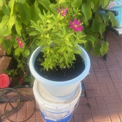 Beautiful Epazote And Cosmos 