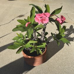 Crown of Thorns (Euphorbia milii) Plant