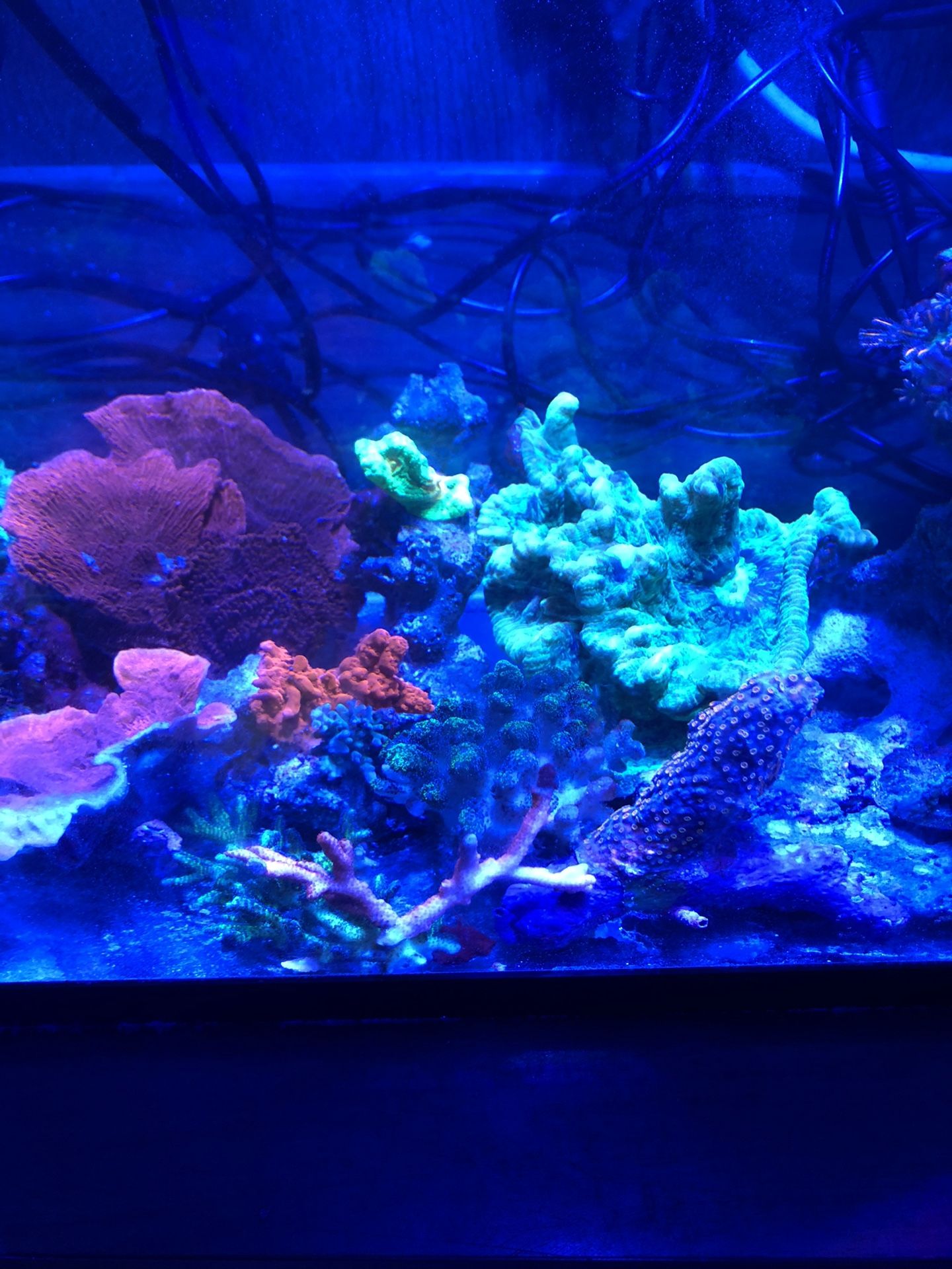Fish tank