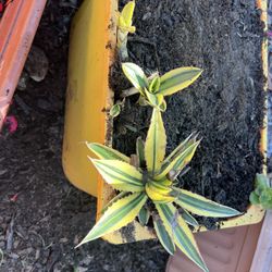 Agave Lophanta 'Quadricolor' 