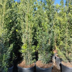 Podocarpus Sale! 15gl 5.5-6ft🏡$45