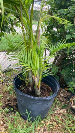Plantas 🪴