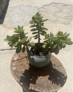 Jade Planters