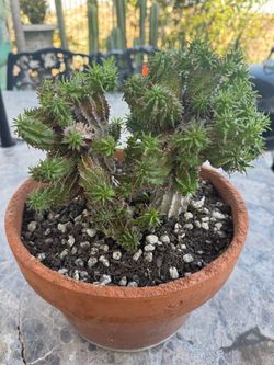 Euphorbia Suzanne