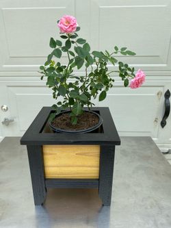 little cedar planter