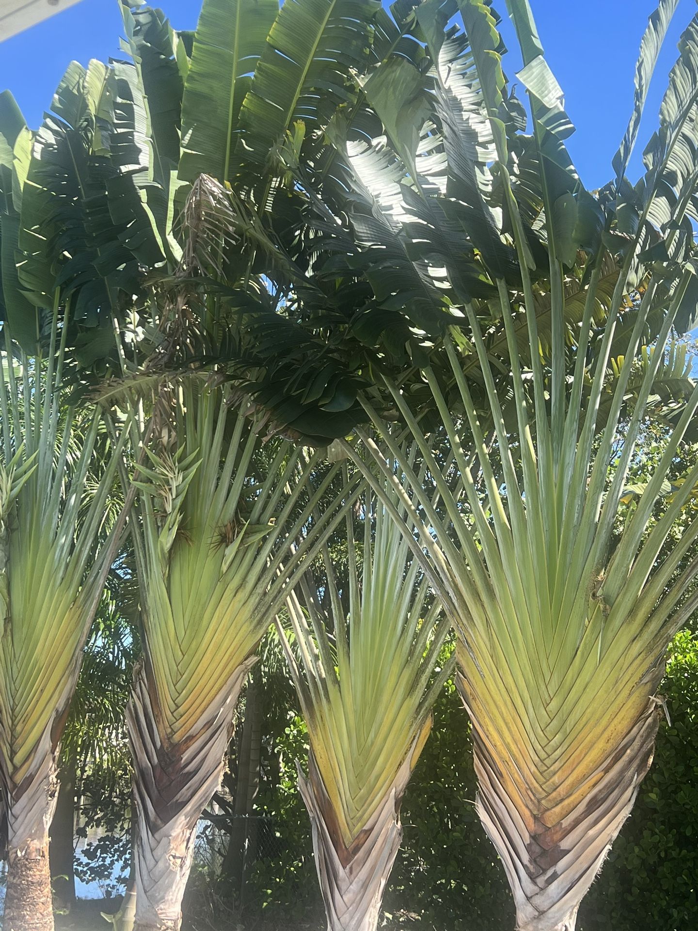 Mature Traveler Palm Trees $1400 Each