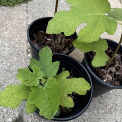 Chicago Hardy Fig 