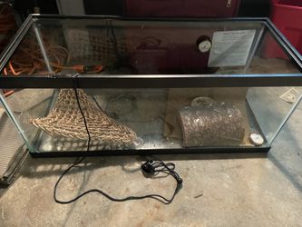 Bearded dragon full set up