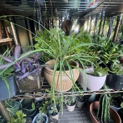 Home Shade Plant 4 SALE  2 Dlrs Up