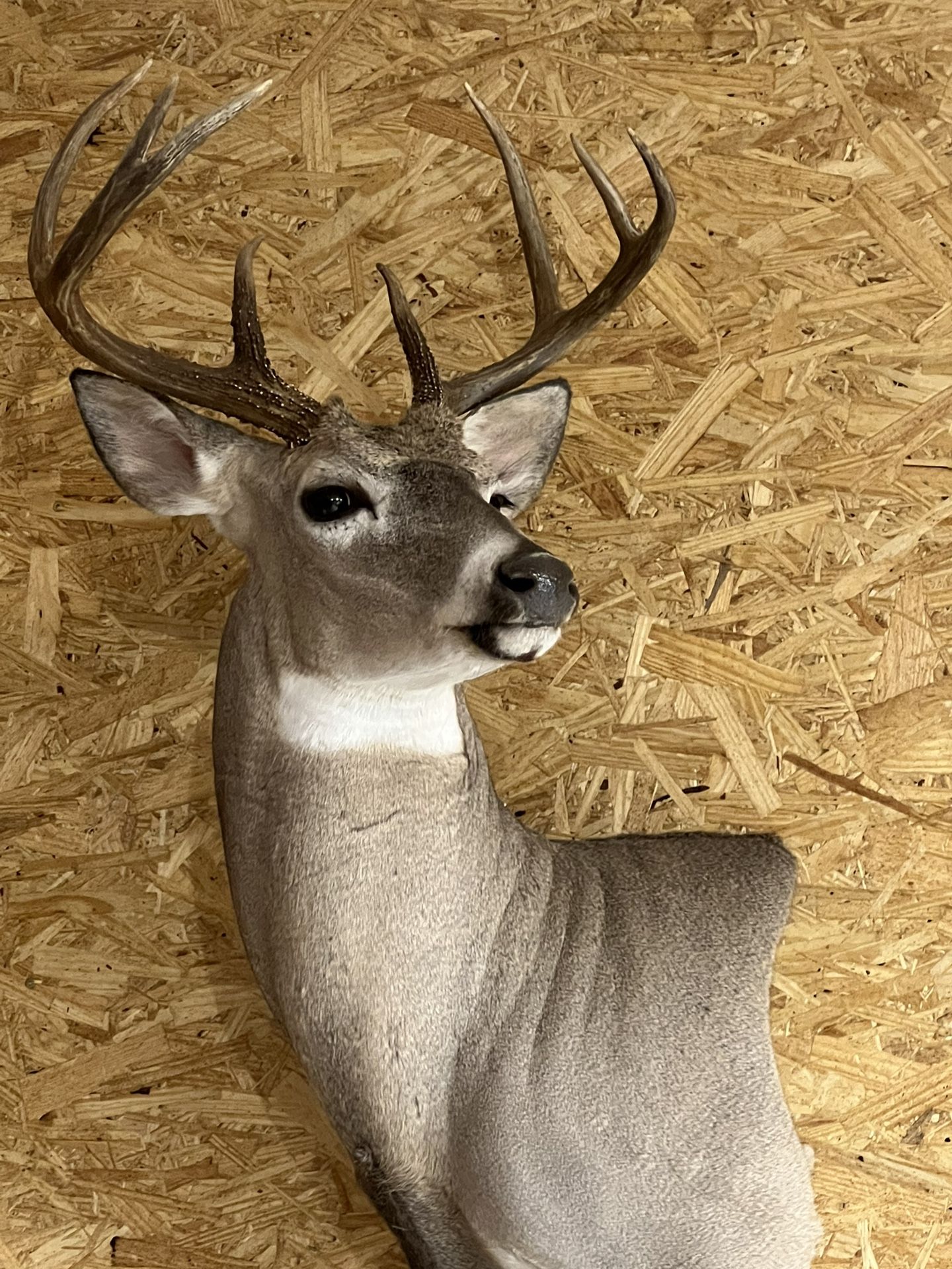 Taxidermist