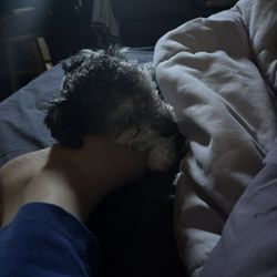 moncler zois reversible jacket