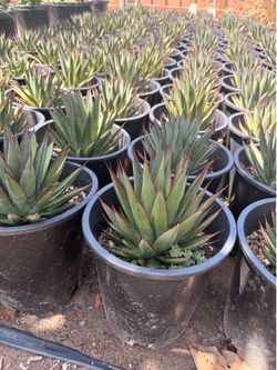 Blue glow agave 5 gal