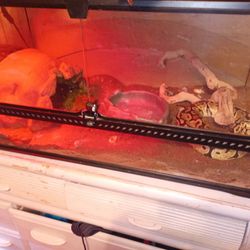 Reptile And Terrarium Cage