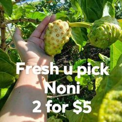 Fresh Noni