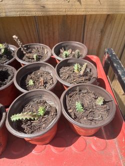 Lifesaver cactus plants