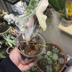 RARE Alocasia Pink Nobillis