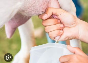 Goat milk