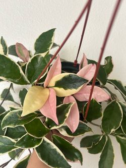 Hoya carnosa kirmsom queen