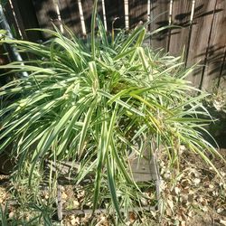 Spider succulent 20-in brown pot