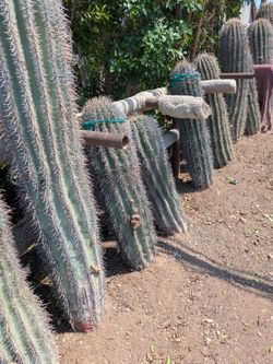 $100 per foot delivered Saguaro