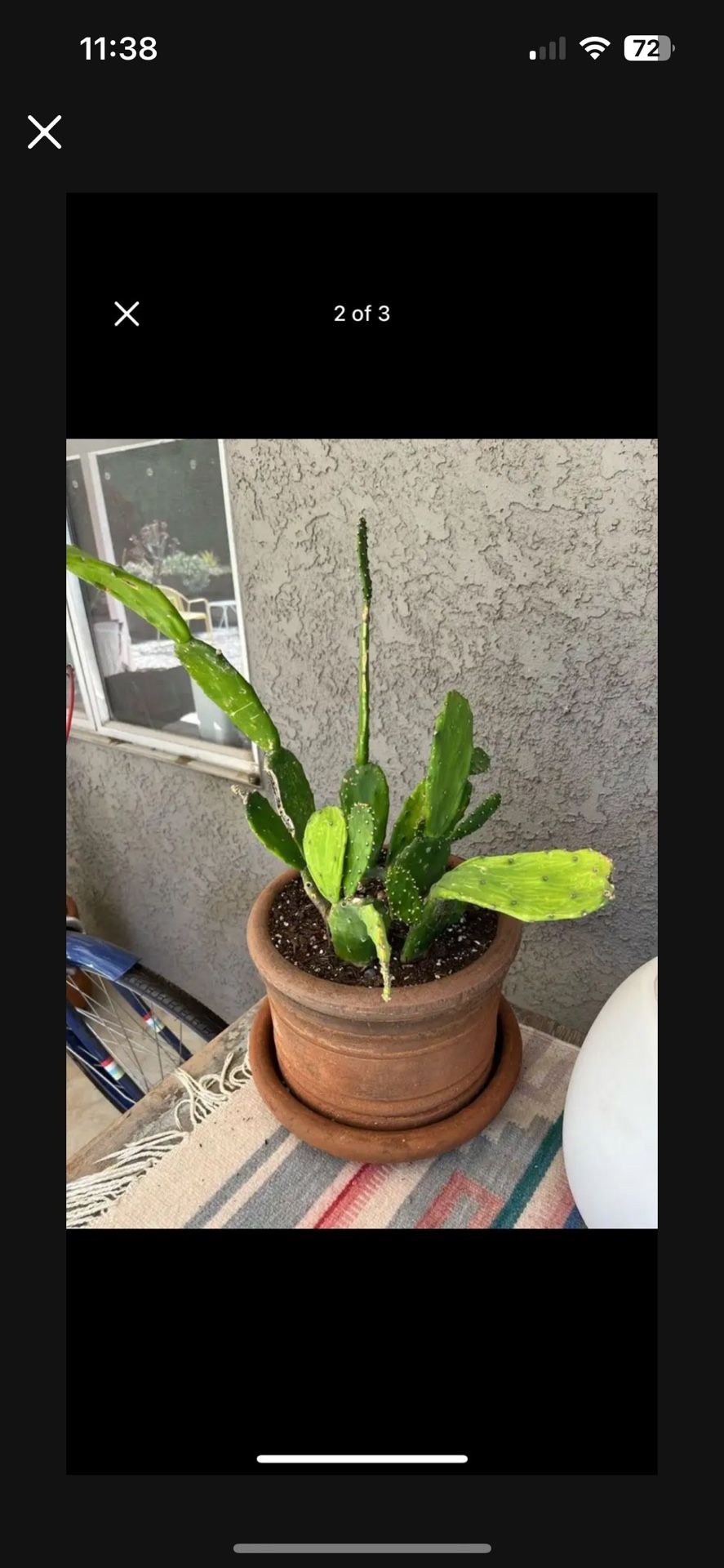 FREE Cactus Plant 