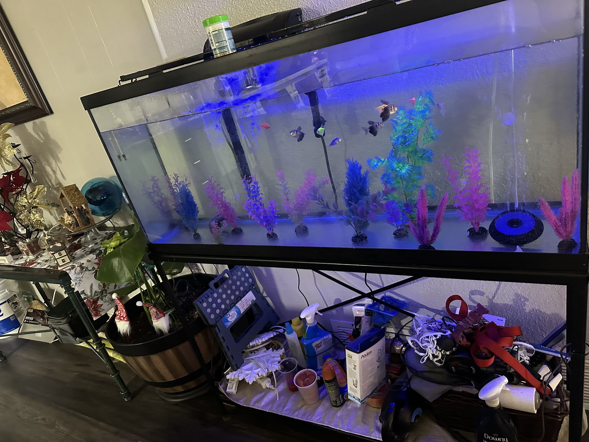 Fish Tank 55 Gal