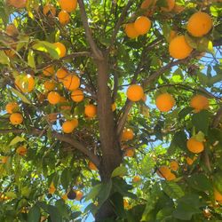 Sweet N juicy Organic Home Grown Oranges 🍊 $7 For 10 